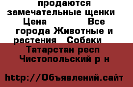 продаются замечательные щенки › Цена ­ 10 000 - Все города Животные и растения » Собаки   . Татарстан респ.,Чистопольский р-н